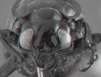 Media type: image;   Entomology 600916 Aspect: head 3D